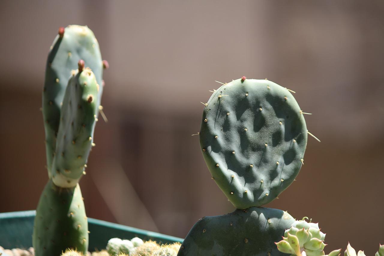 cactus, mother-in-law language, cactus fruit-2791447.jpg